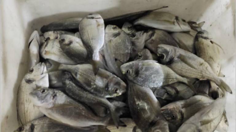 Zasegli več kot 40 kilogramov orad