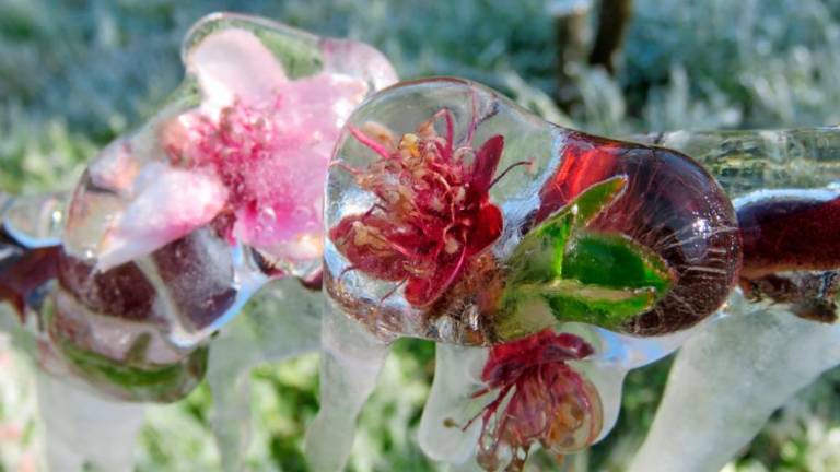 V Sloveniji grozi pozeba, FJK v glavnem izvzeta