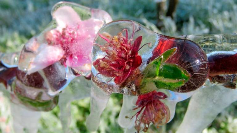 Pozeba v Sloveniji ponekod ogrozila cvetoča sadna drevesa