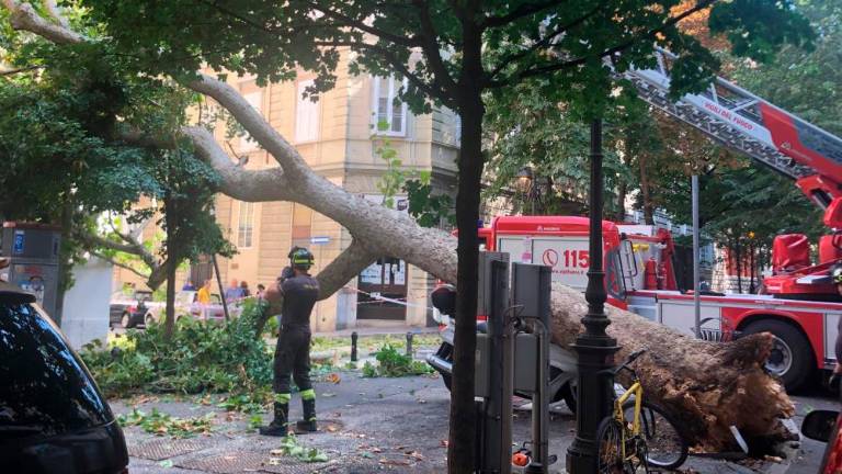 V Drevoredu 20. septembra padlo veliko drevo