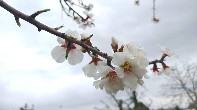 Narava se na polno prebuja tudi na Goriškem