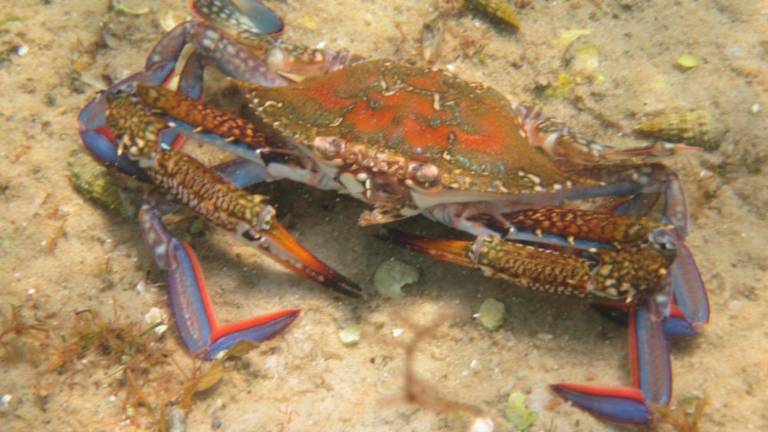 V Jadranu še ena rakovica