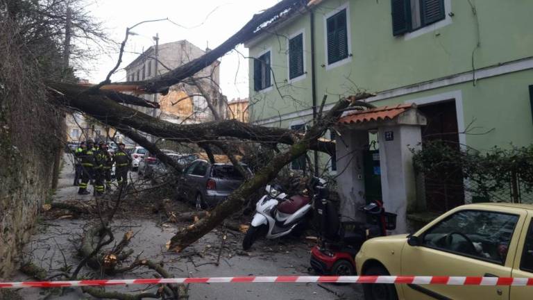 Burja podira drevesa in povzroča težave