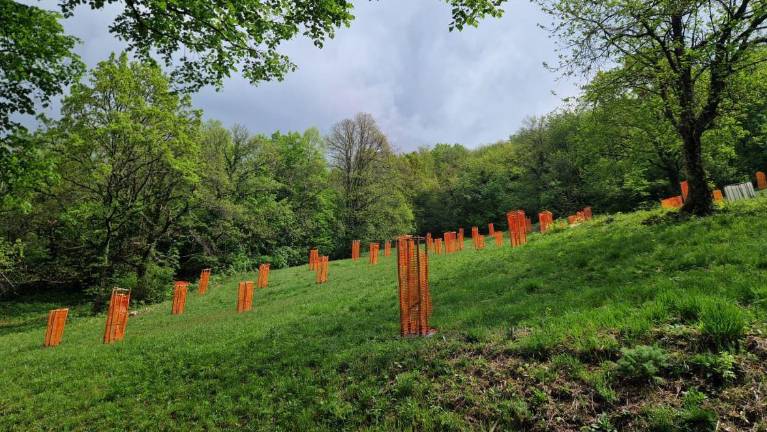 Gojenje kostanjev dobiva novo priložnost