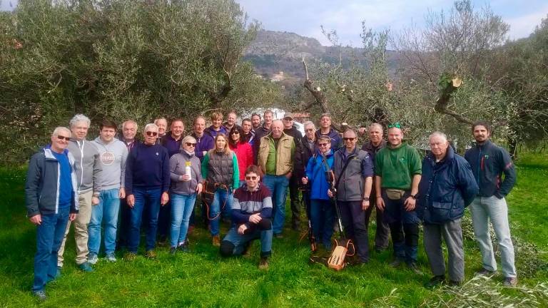 Znanja pri obrezovanju oljk ni nikoli dovolj