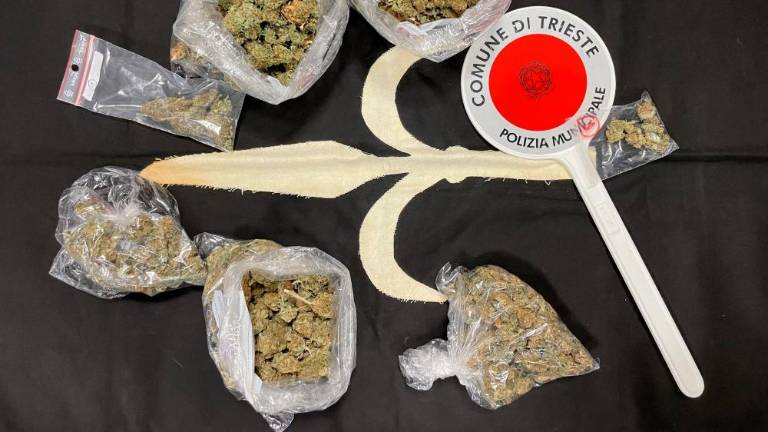 Konopljo je gojil na domu