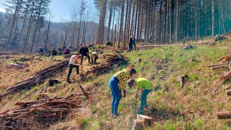 V Trnovskem gozdu prostovoljci danes posadili 2000 mladih smrek (FOTO)