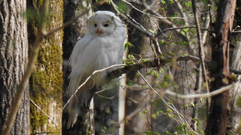 Edinstveni primerek snežno bele kozače