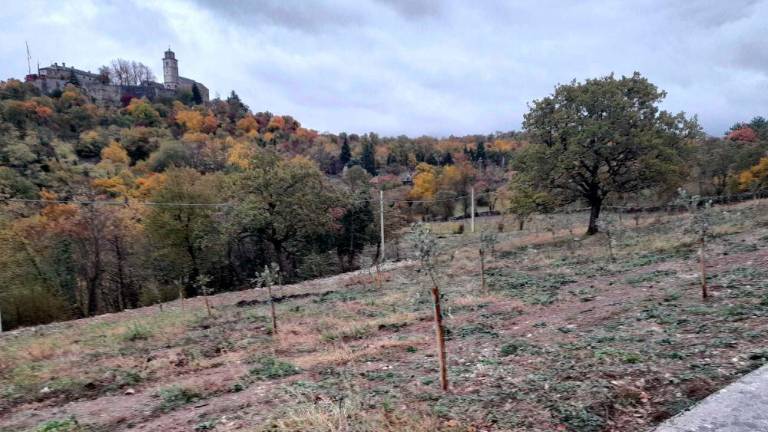 Občina Repentabor med italijanskimi mesti olja