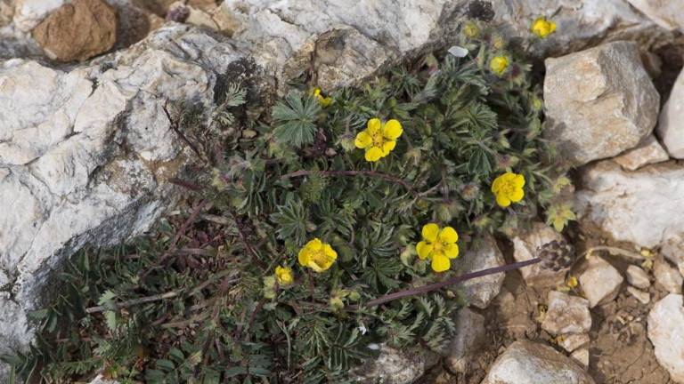 Njegov je prvi opis južnega petoprstnika