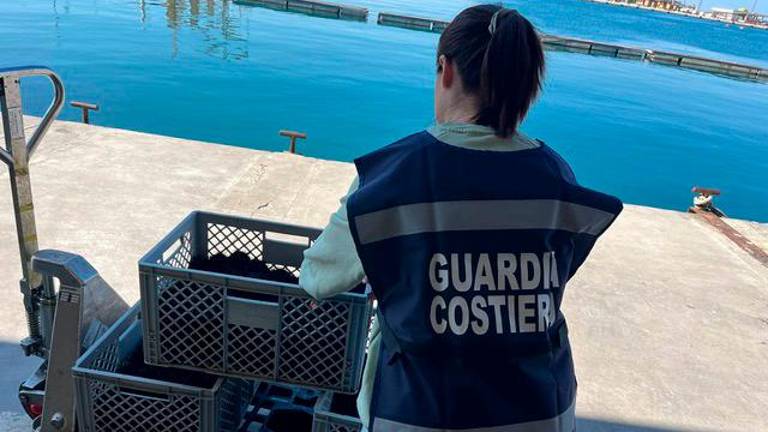 Zasegli 1200 še živih morskih ježkov in jih vrnili v morje