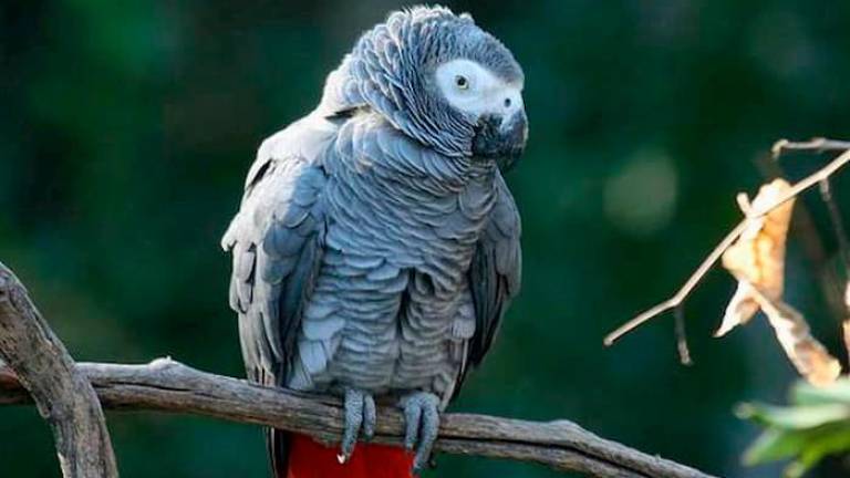 Iz živalskega vrta umaknili papige, ki so preklinjale pred obiskovalci