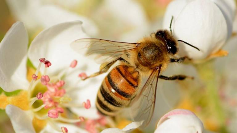 Mraz ni po godu čebelam