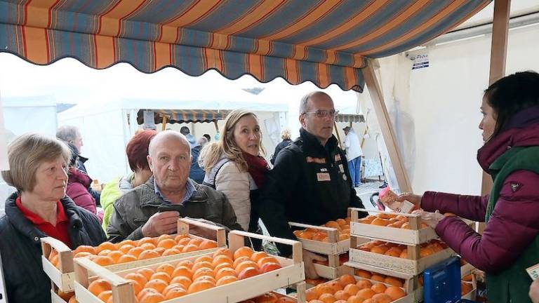 Tradicionalni Praznik kakijev do nedelje v Strunjanu