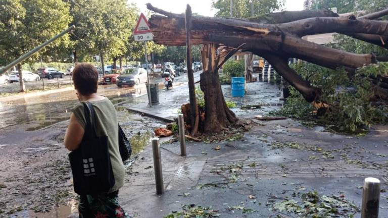 V Lombardiji dve smrtni žrtvi zaradi padlih dreves