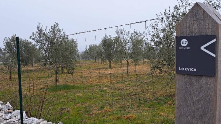 Oljčniki so oaza proti ognjenim zubljem