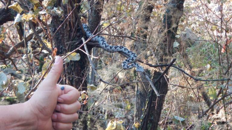 Sprehod se je končal z ugrizom strupene kače