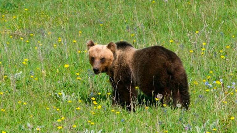 Medvedka poginila zaradi zamenjave ovratnice
