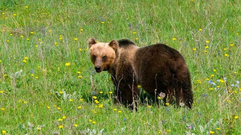 V Sloveniji zelena luč za odstrel 206 medvedov