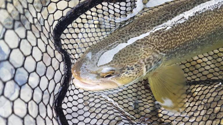 Po zaslugi dežja bodo lahko lovili ribe