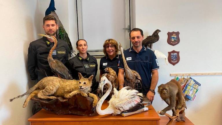 Tihotapili zaščitene nagačene živali