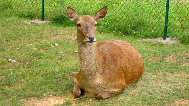 Tovornjak cisterna zaradi košute zapeljal s ceste