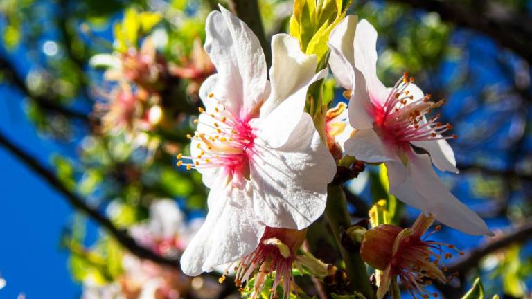 Začetek prihodnjega tedna bo pomladno topel