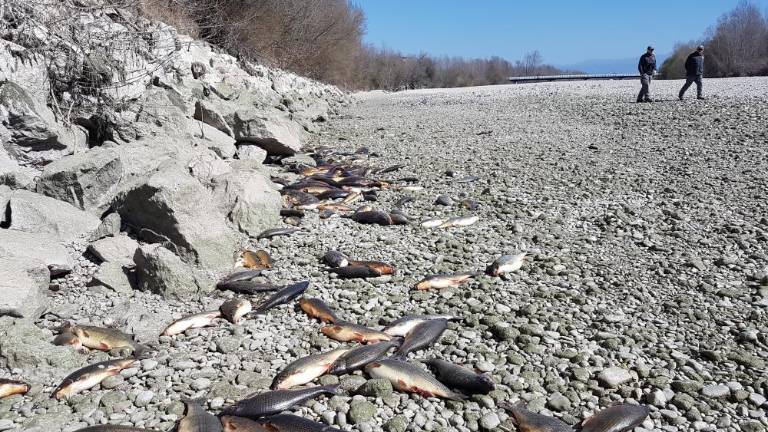 Zahtevajo čezmejno upravljanje reke Soče