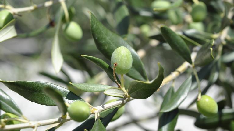 Ali bo mraz oljkam usoden?