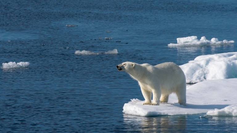Na Zemlji od leta 1970 izginilo 60% vrst živali