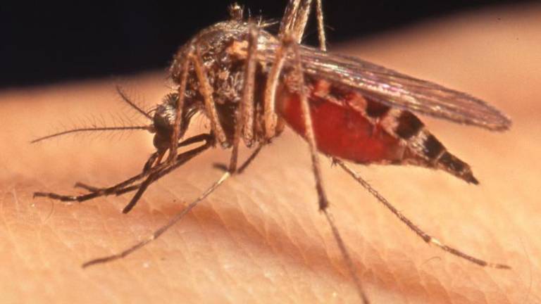 Virus zahodnega Nila v Pordenonu