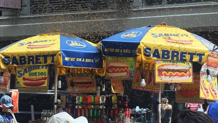 Stojnico s hot dogi napadlo 40.000 čebel