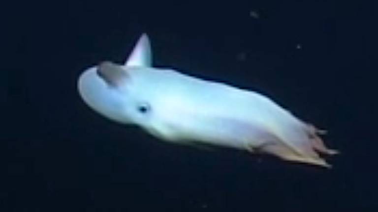 Zagledali hobotnico, podobno Disneyjevemu slončku Dumbu