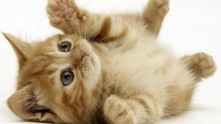 Danes je vsedržavni dan mačk