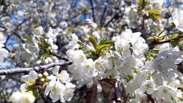Češnje že 61. leto vabijo v Mačkolje