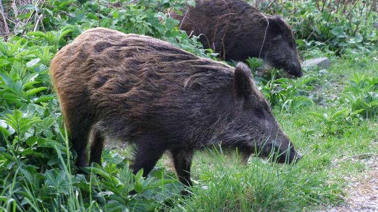 Merjasec v dnevni sobi