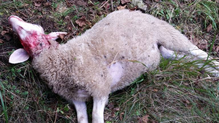 Požre&scaron;ni volkovi in sladkosnedi medvedi