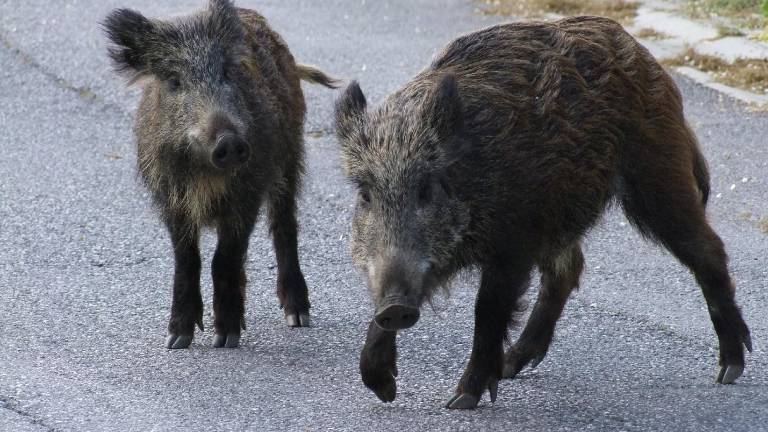 Divji pra&scaron;iči povzročili tri nesreče