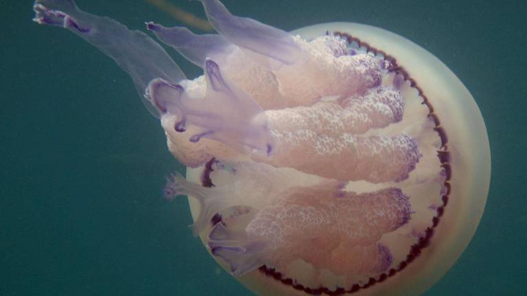 Meduze v na&scaron;em morju