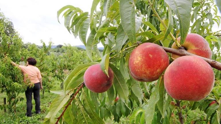 Kilogram breskev za 28 centov