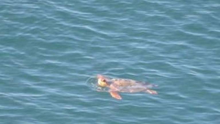 Pod Devinskimi stenami opazili želvo