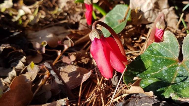 Ko januarja cvetijo rdeče ciklame