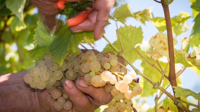 Po napovedih bo letina dobra