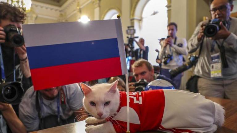 Maček Ahil naslednik legendarne hobotnice Paula