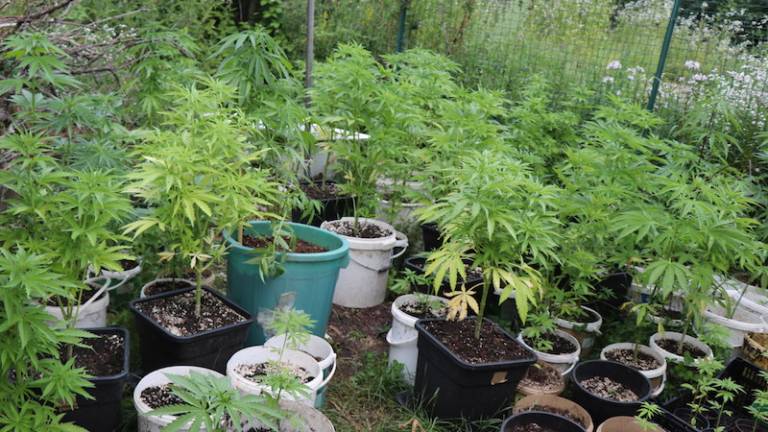 Ob hi&scaron;i na&scaron;li 94 rastlin konoplje