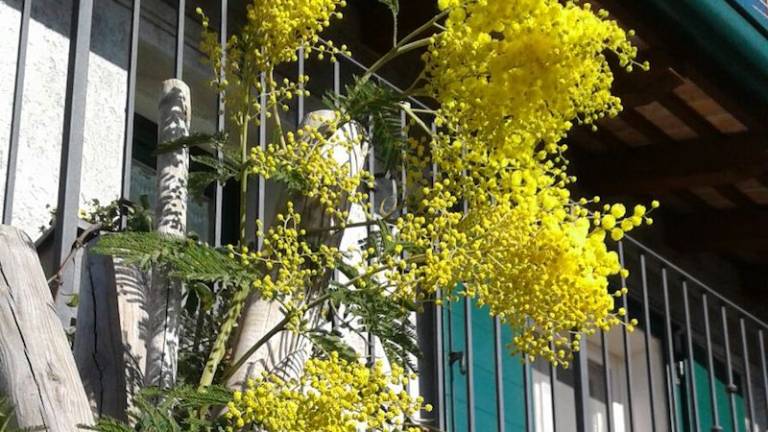 Cvetoča rumena mimoza prezgodnja znanilka pomladi