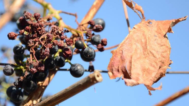 Zaradi su&scaron;e lani v Sloveniji 65,3 milijona evrov &scaron;kode