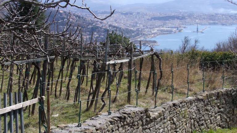 Prihodnje leto ureditev kontovelskega brega