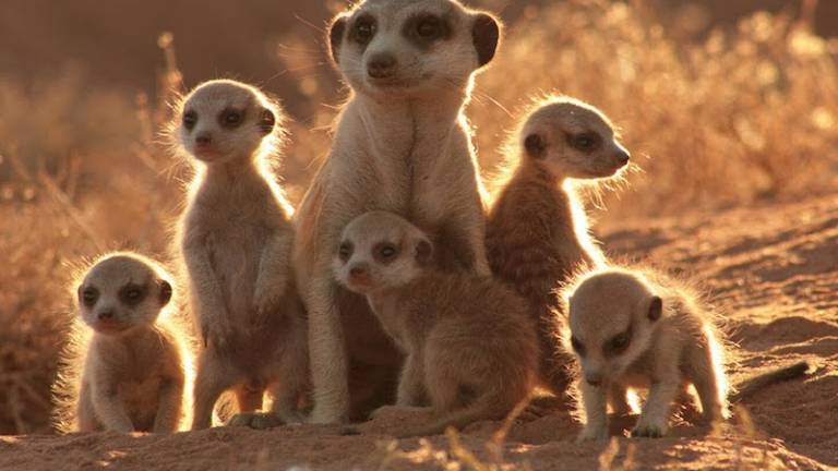 V ljubljanskem živalskem vrtu zagledali luč &scaron;tevilni mladiči