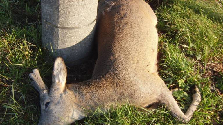 Na Gori&scaron;kem vse več nesreč zaradi divjadi